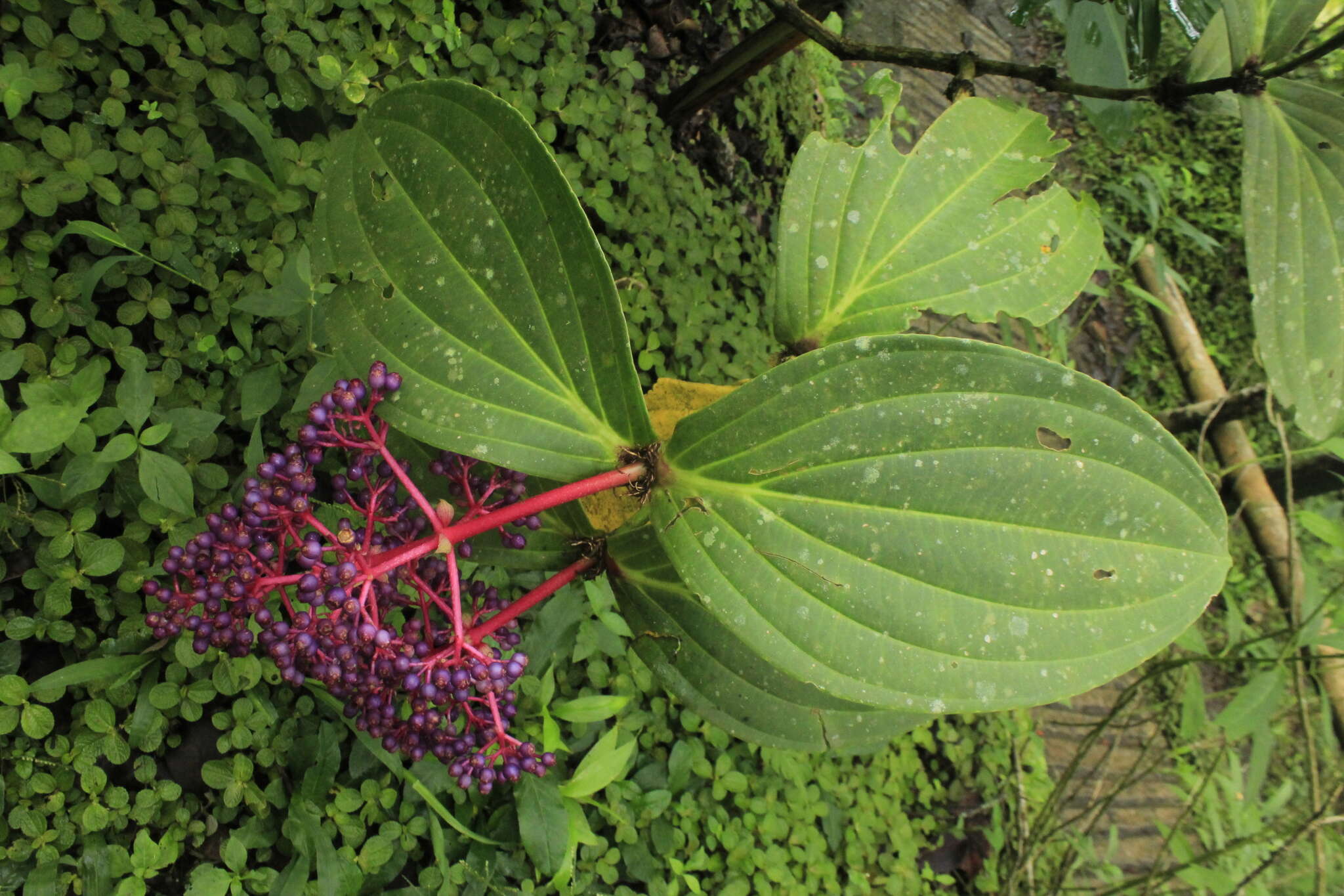 Image of Medinilla speciosa (Reinw. ex Bl.) Bl.