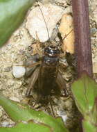 Image of Cricket