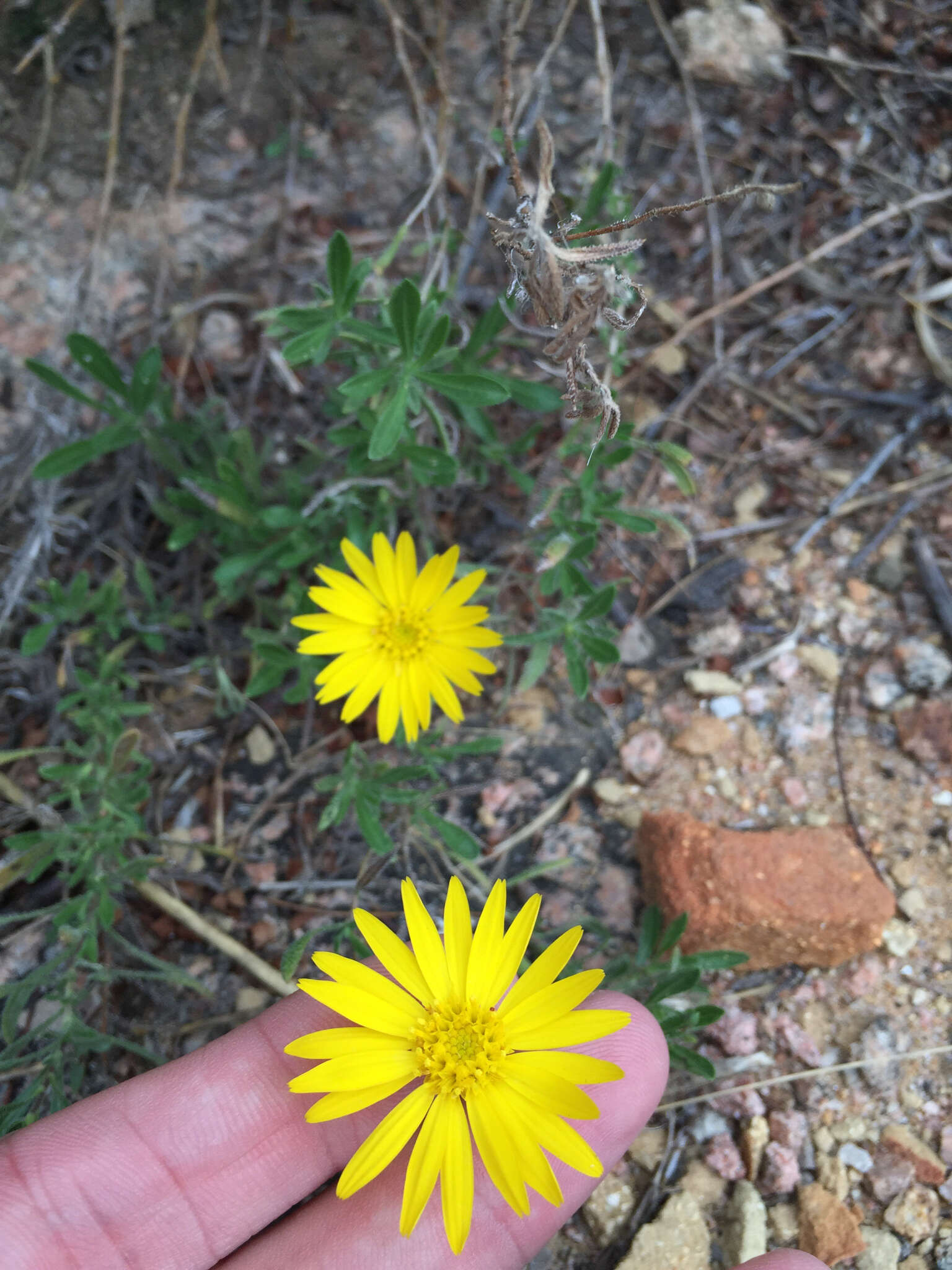 Image of stiffleaf false goldenaster