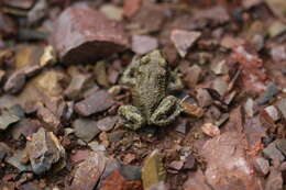 Image of Midwife toads