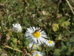 Image of Sphaerophoria rueppellii (Wiedemann 1830)