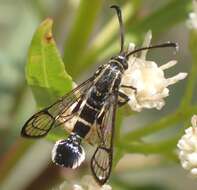 Image of Carmenta tecta Edwards 1882