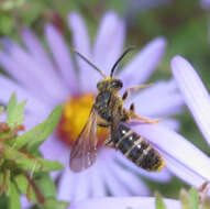 Lasioglossum fuscipenne (Smith 1853) resmi