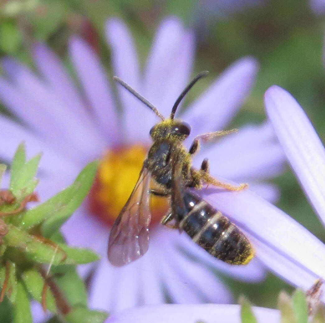 Lasioglossum fuscipenne (Smith 1853)的圖片