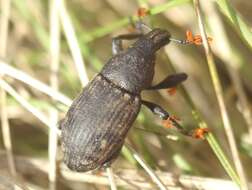 Image of Leucophyes pedestris