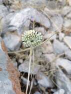 Image of Allium chamaespathum Boiss.