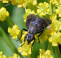 Слика од Platystoma seminationis (Fabricius 1775)