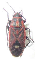 Image of Aspilocoryphus fasciativentris (Stal & C. 1858)