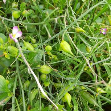 Plancia ëd Raphanus sativus var. caudatus (L.) Hook. fil. & T. Anderson