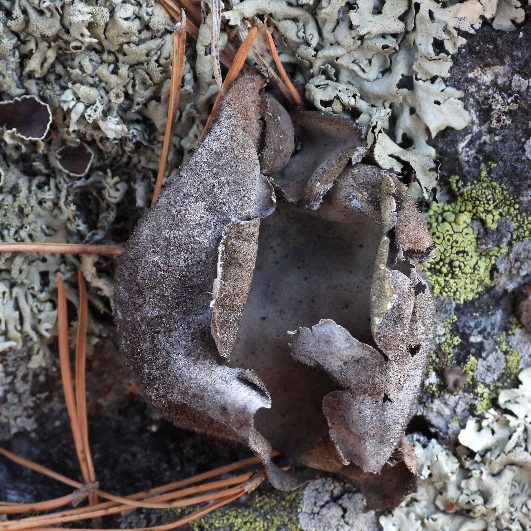 Image of hairy navel lichen