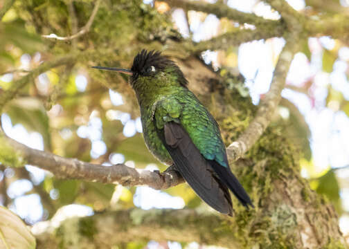 Image of Panterpe Cabanis & Heine 1860