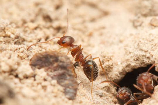 Image of Melophorus bruneus McAreavey 1949