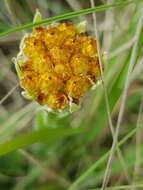 Imagem de Helichrysum subluteum Burtt Davy