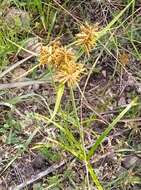 صورة Cyperus manimae Kunth