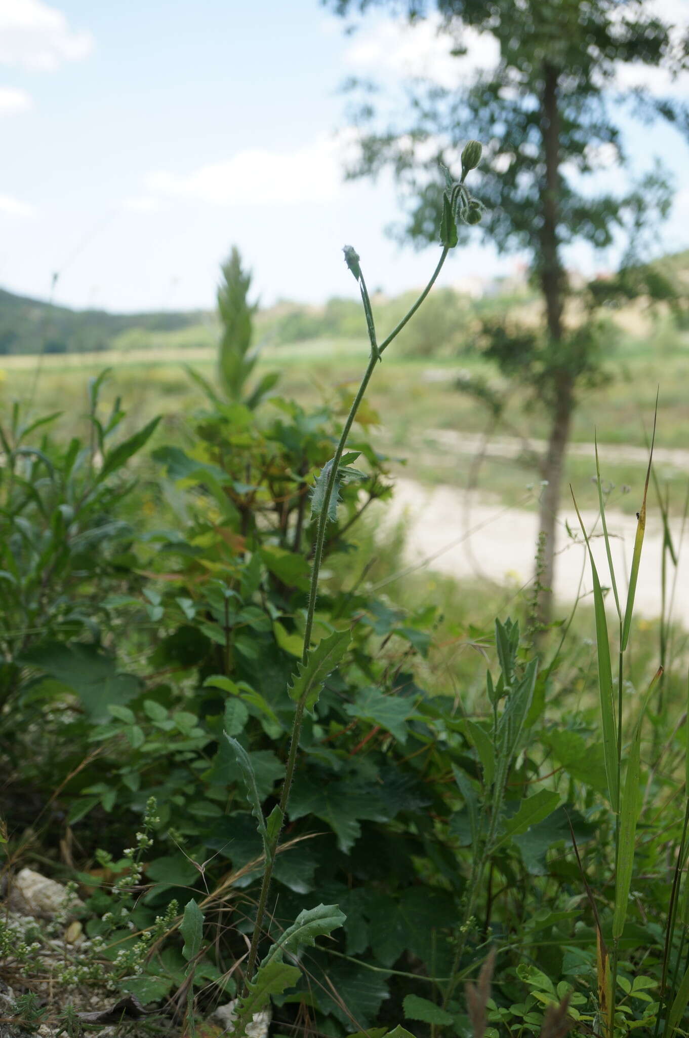 Imagem de Crepis foetida subsp. rhoeadifolia (M. Bieb.) Celak.