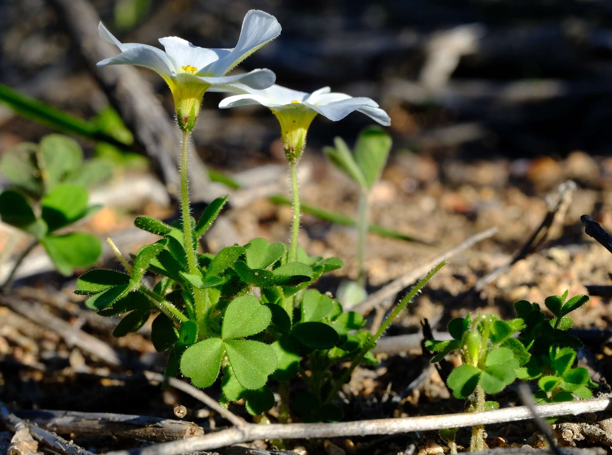 Sivun Oxalis campylorhiza Salter kuva