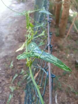 Image of Smilax aspera L.