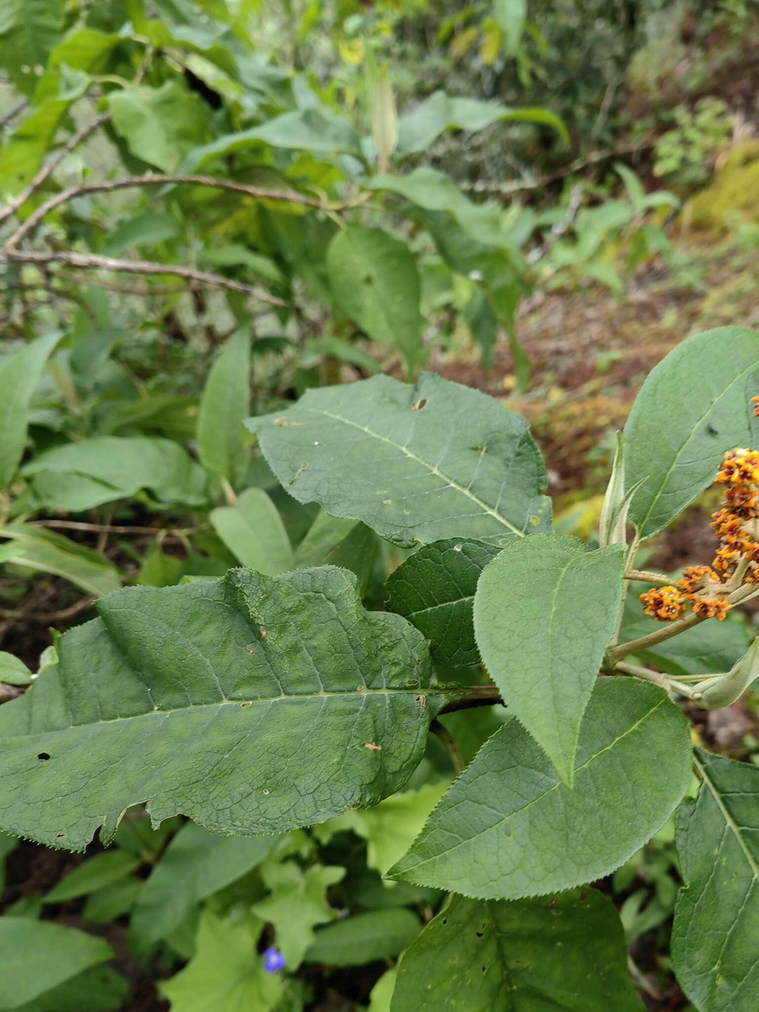 Image of Buddleja skutchii Morton