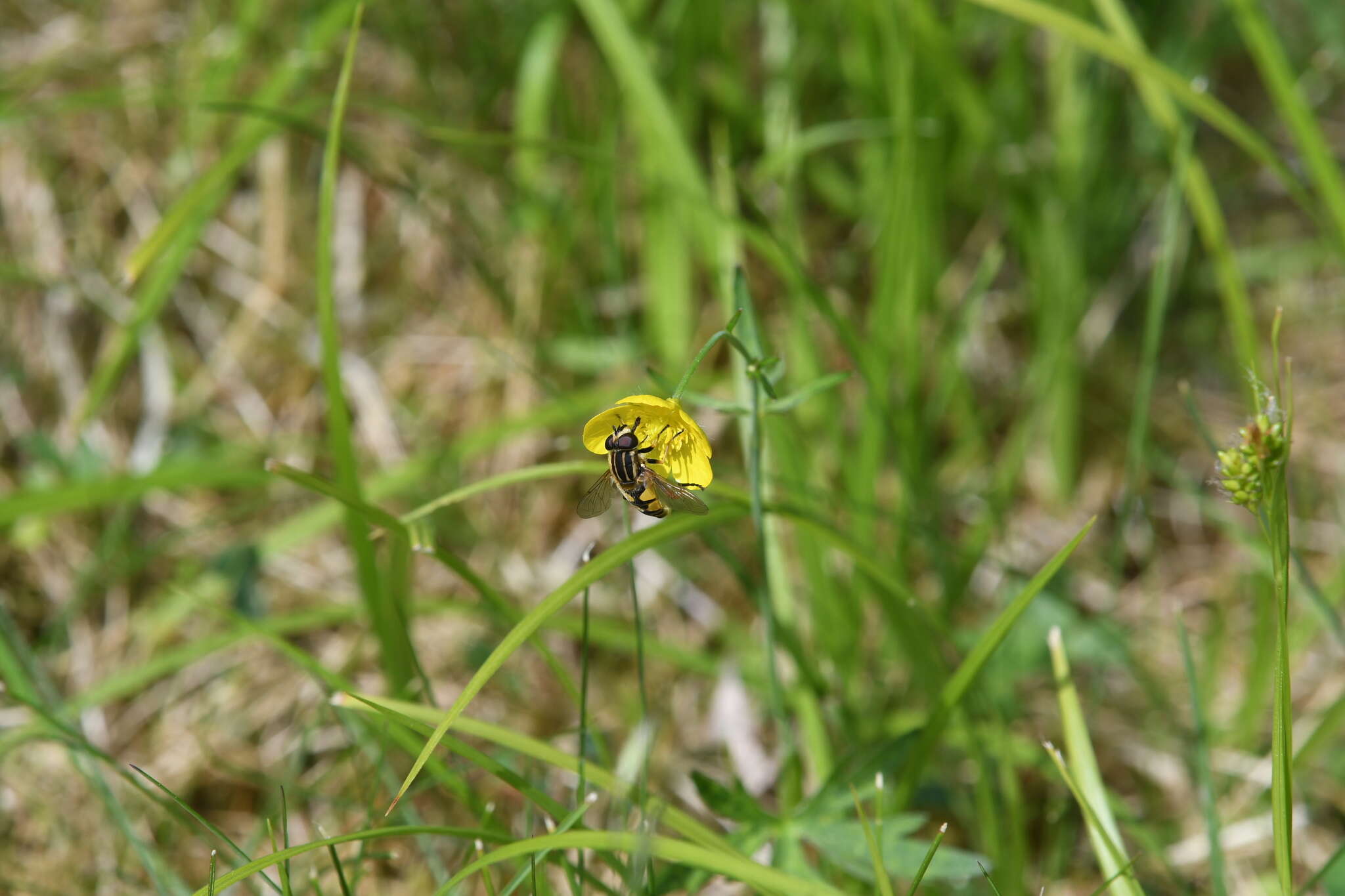 صورة Helophilus pendulus (Linnaeus 1758)