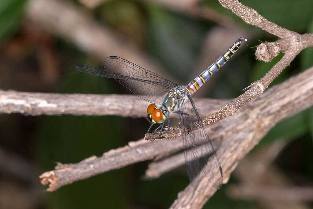 Image of Brachydiplax denticauda (Brauer 1867)