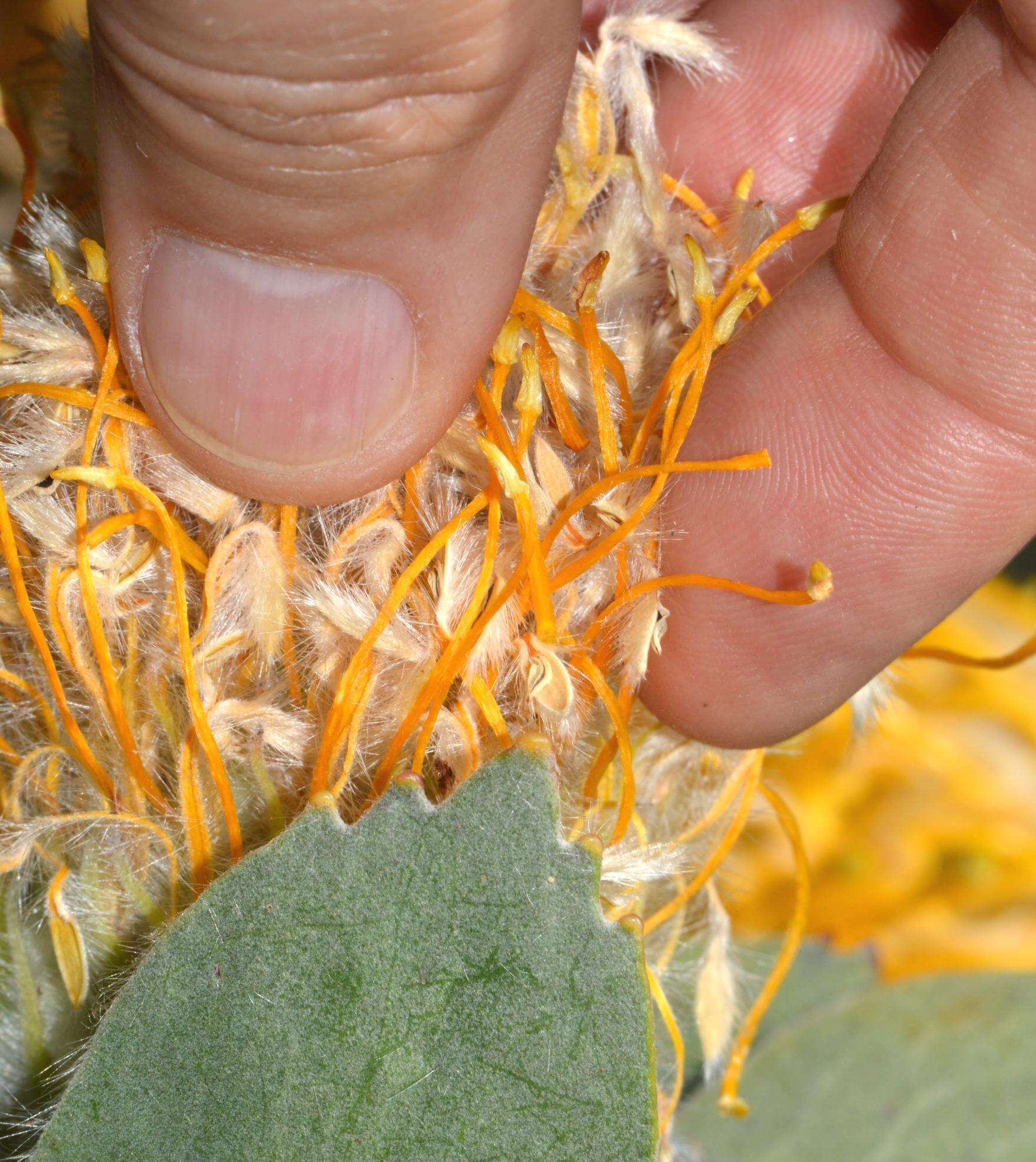 Image of Leucospermum conocarpodendron subsp. conocarpodendron