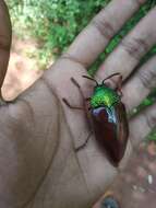 صورة Sternocera chrysis (Fabricius 1775)