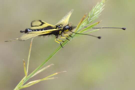 Image of Libelloides longicornis (Linnaeus 1764)