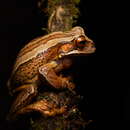 Image of Dunn's Marsupial Frog