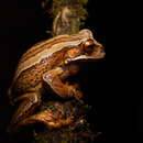 صورة Gastrotheca dunni Lutz 1977