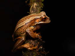 Image of Dunn's Marsupial Frog
