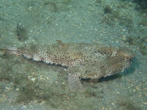 Image of Polka-dot batfish