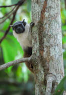 Image of Brazilian Bare-faced Tamarin