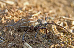 Image of Neodorcadion bilineatum (Germar 1824)