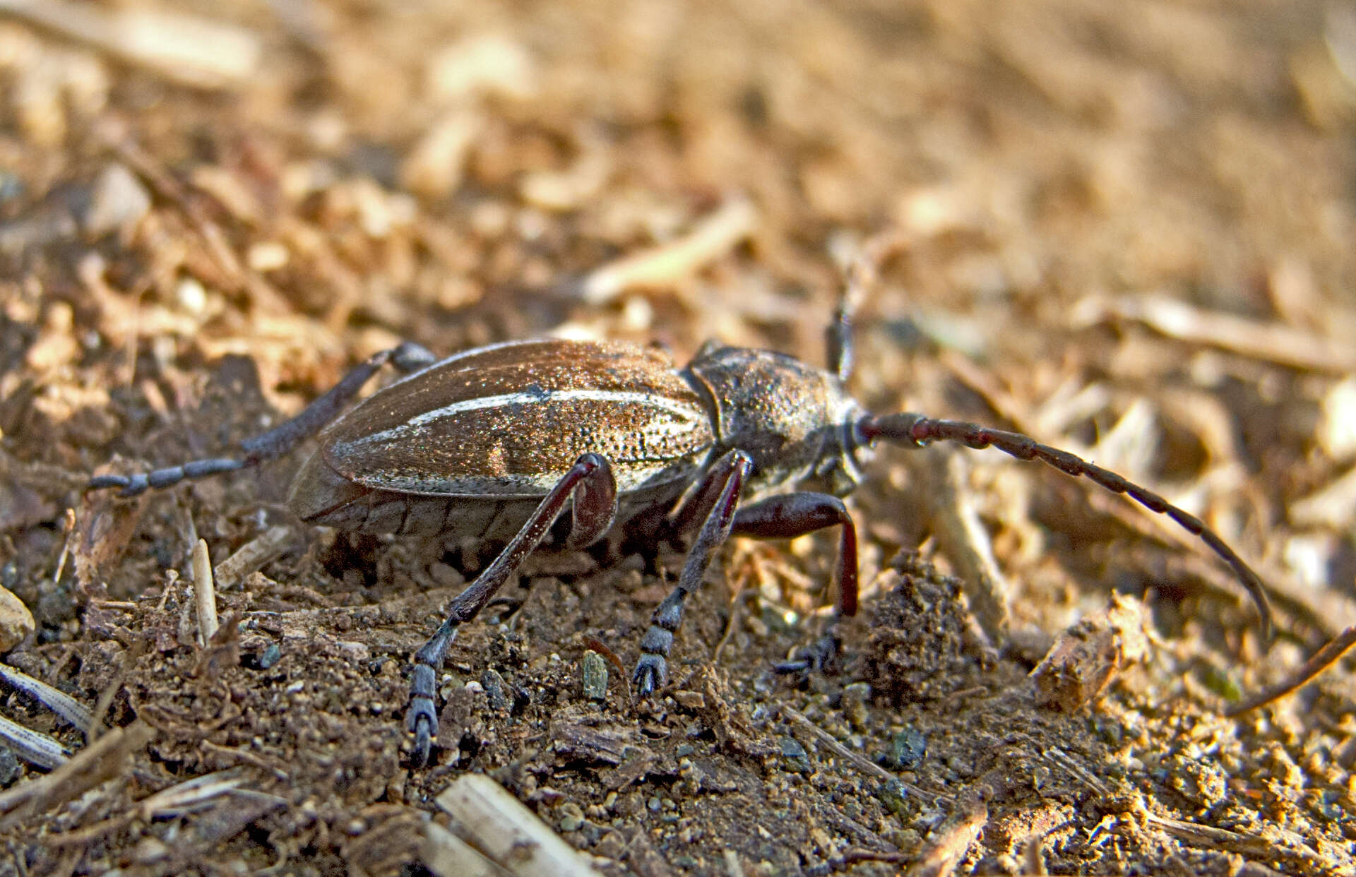 Image of Neodorcadion bilineatum (Germar 1824)