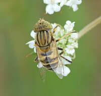 صورة Eristalinus megacephalus (Rossi 1794)