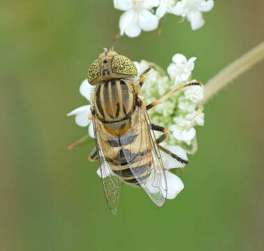 Image of Big-headed Lagoon Fly