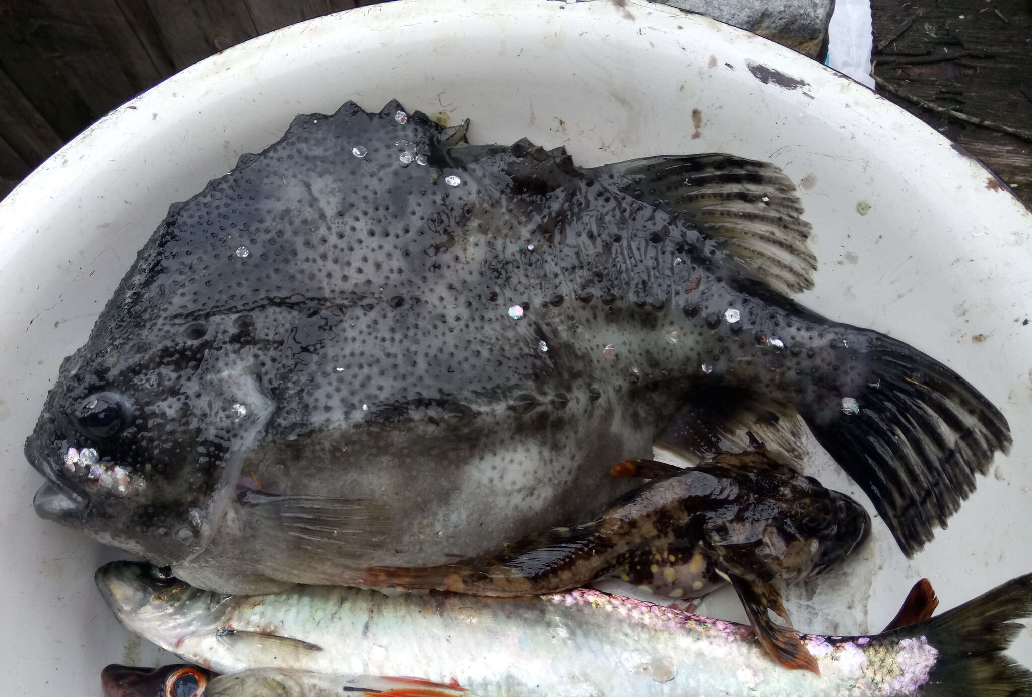 Image of lumpfishes