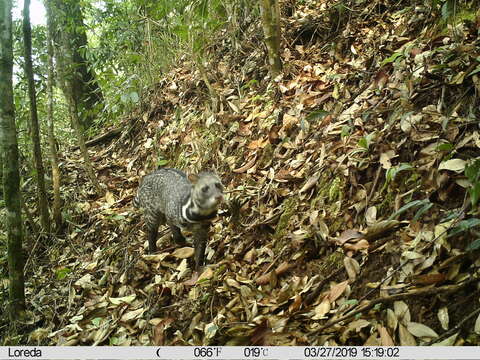 Image of large Indian civet