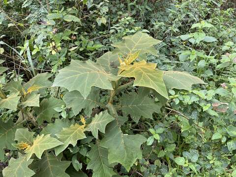 Image of shrubby nightshade