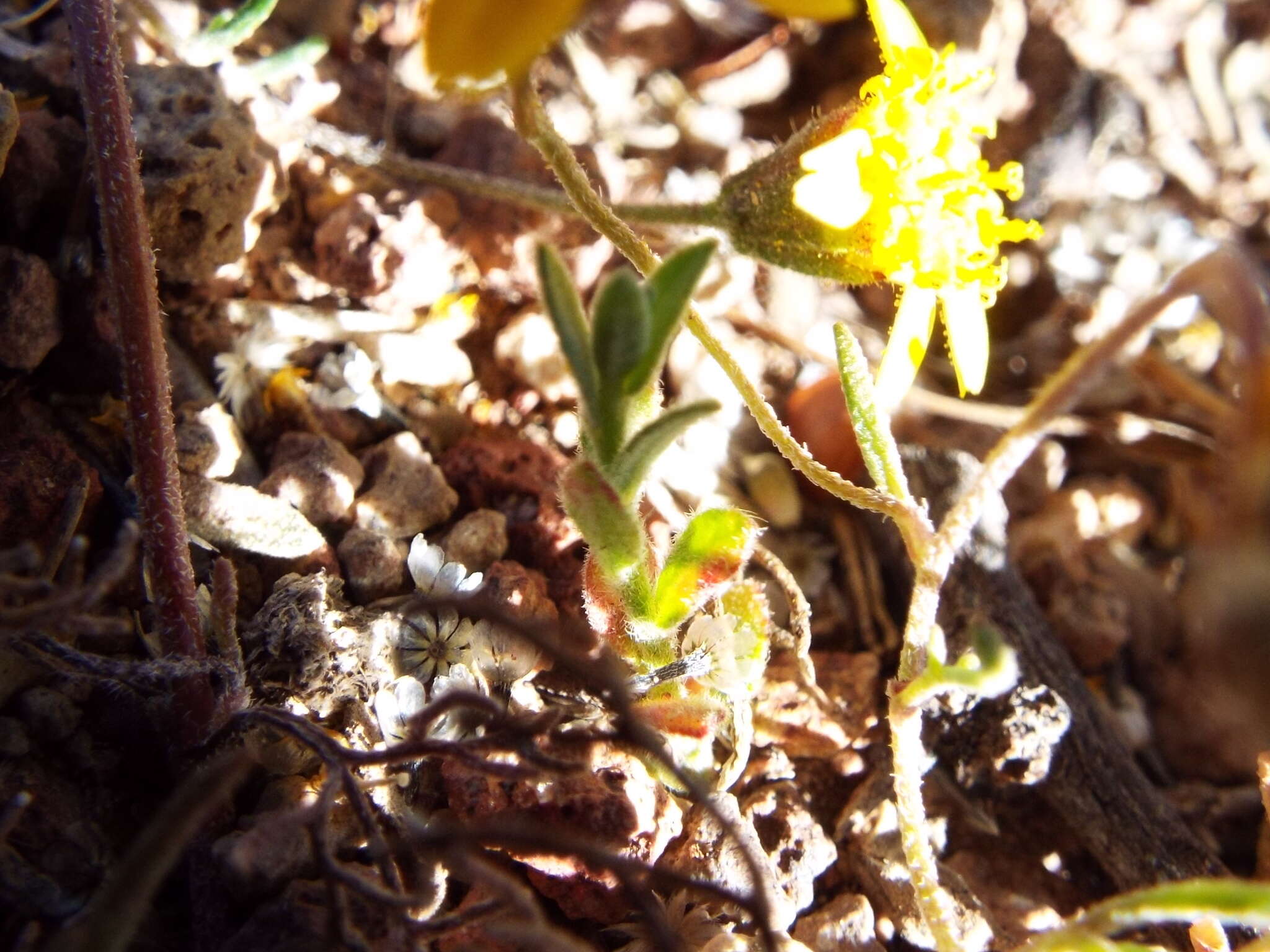 Plancia ëd Picradeniopsis schaffneri (S. Watson) B. G. Baldwin