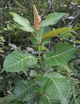 Ficus trichopoda Bak.的圖片