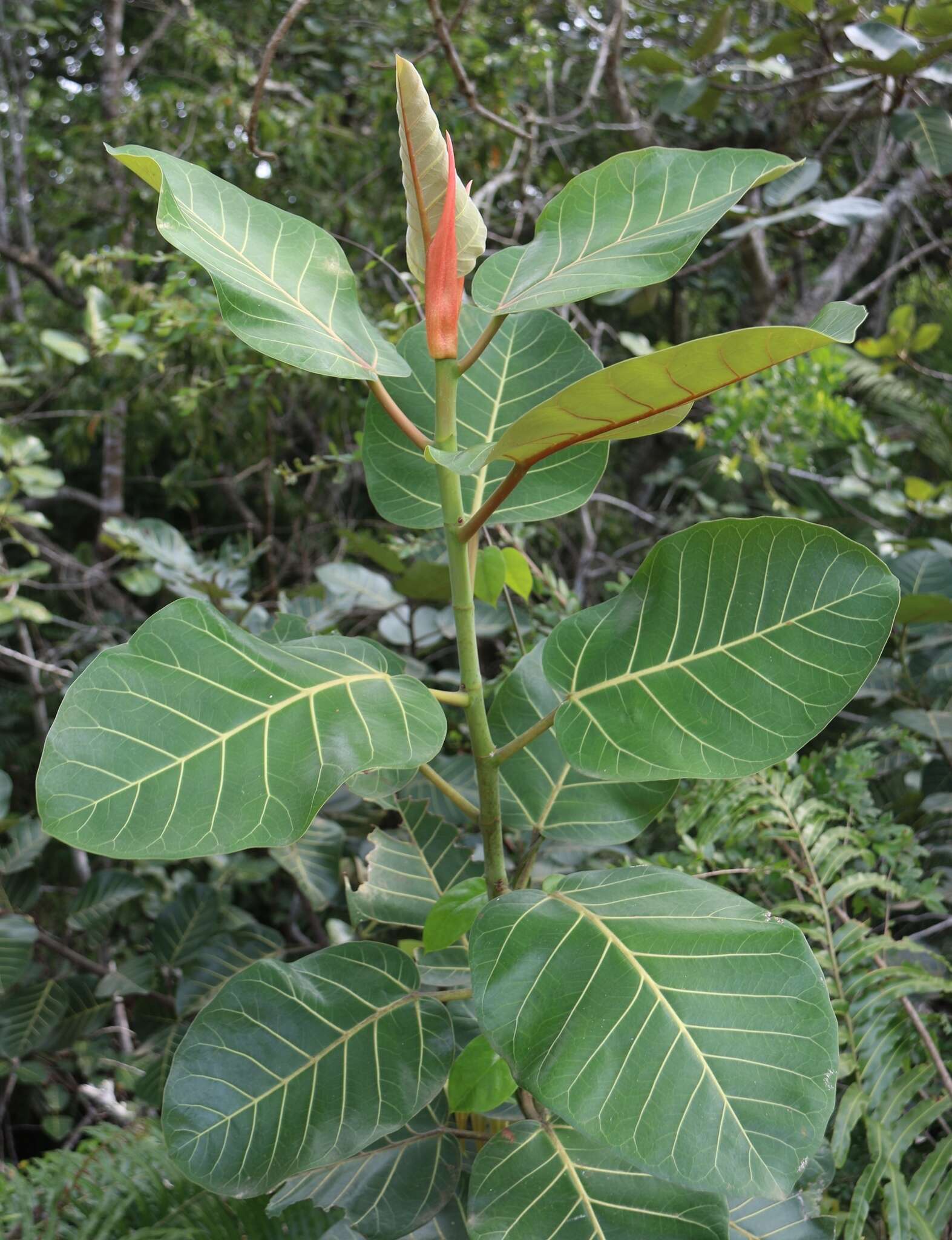 Image of Ficus trichopoda Bak.