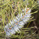 صورة Hakea lehmanniana Meissn.