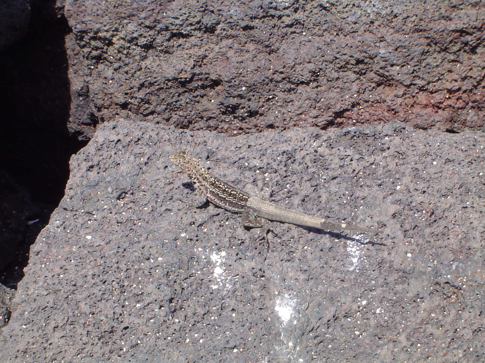 Plancia ëd Microlophus jacobii (Baur 1892)