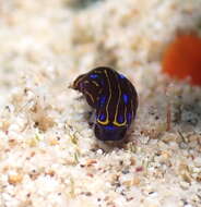 Image of Chelidonura alisonae Gosliner 2011