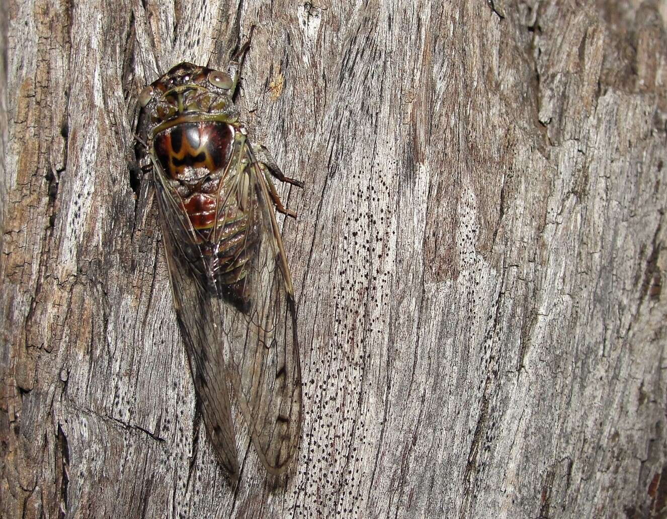 Ollanta modesta (Distant 1881)的圖片