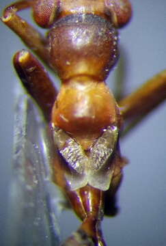 Image of Myrmecoris