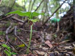 Image of Cypripedium debile Rchb. fil.