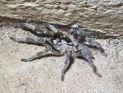 Image of African Horned Baboon Tarantula