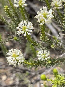 Image of Selago eckloniana Choisy